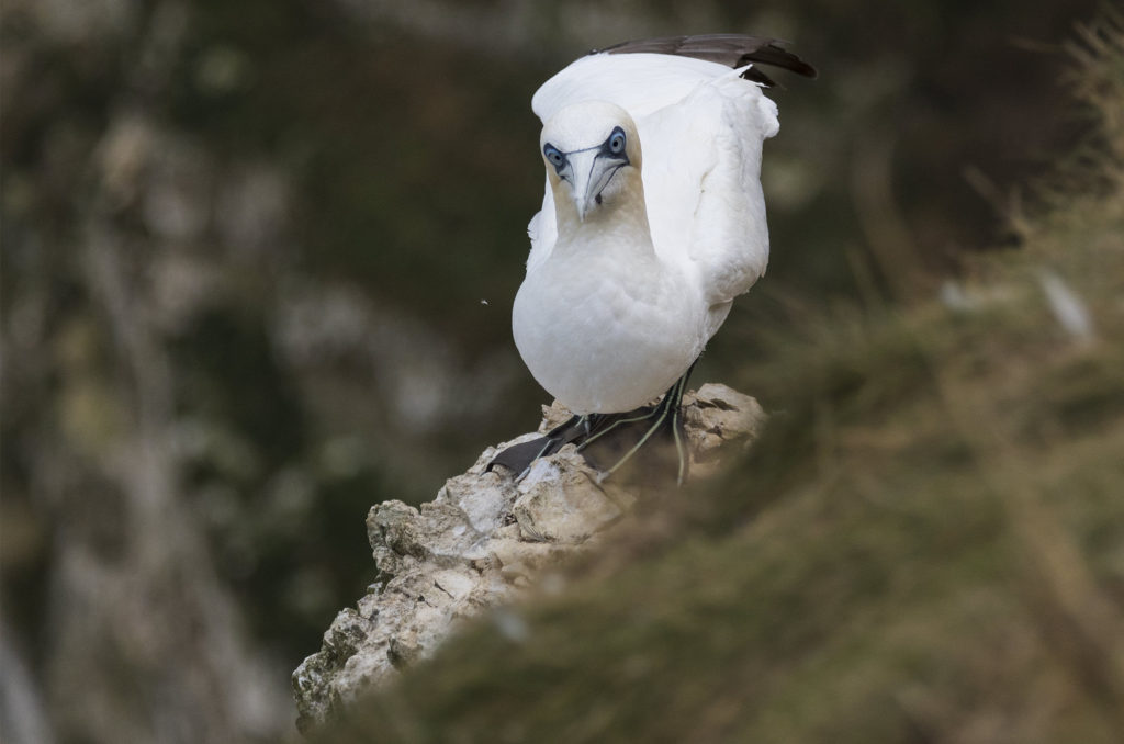 Gannet standing on edge of cliff