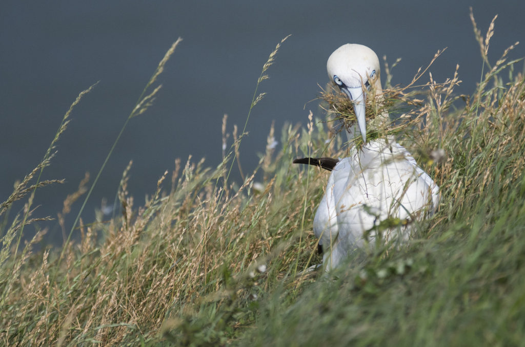 Gannet with grass in its beak