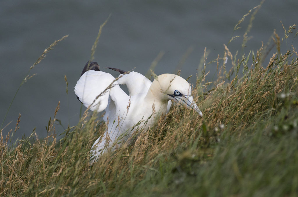 Gannet gathering long grass for its nest