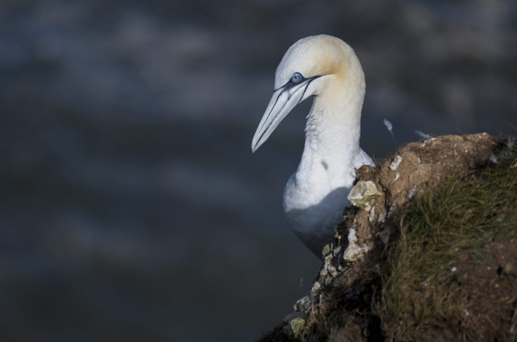 Gannet sitting on side of cliff