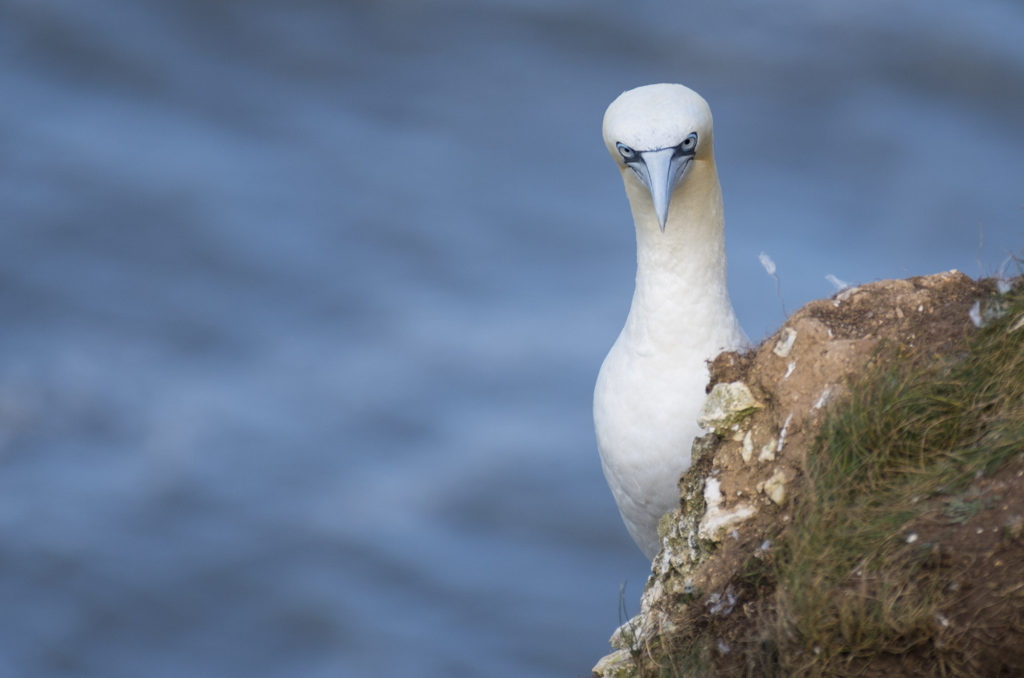 Gannet sitting on edge of cliff