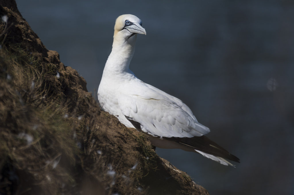 Gannet perched on edge of cliff