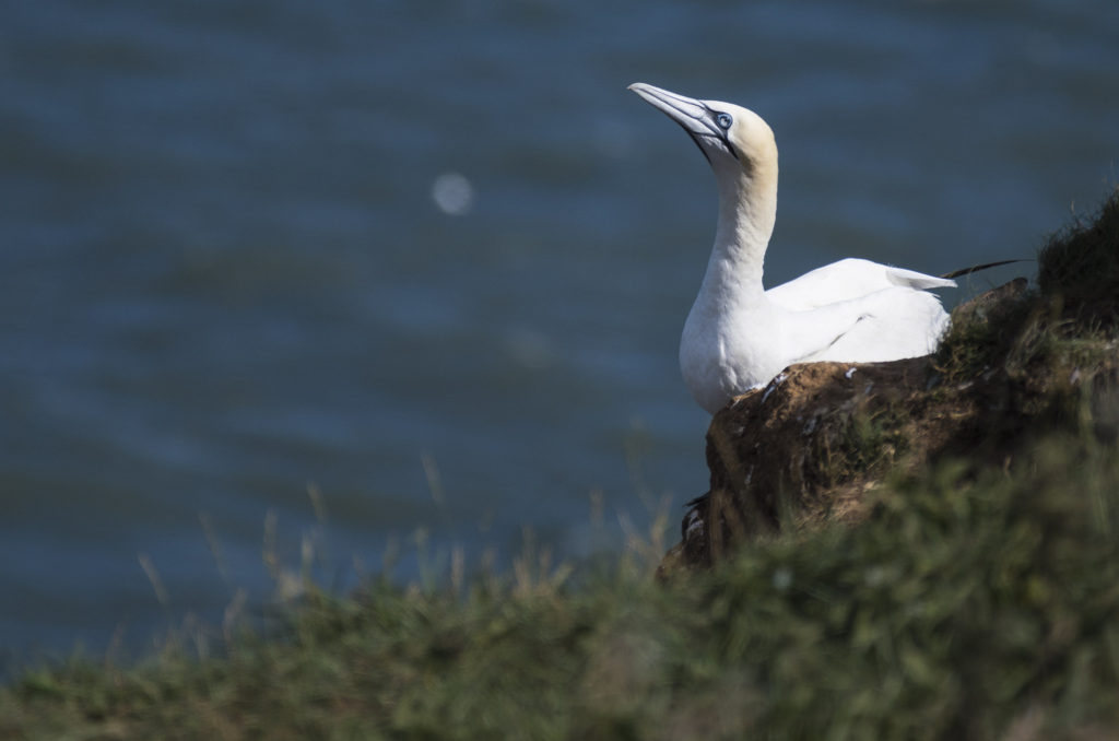 Gannet sitting on cliff and looking upwards