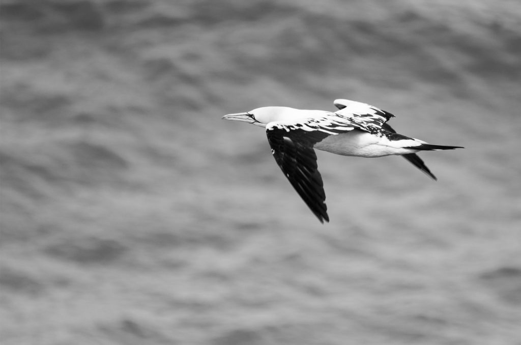 Gannet flying above the sea (black and white photo)