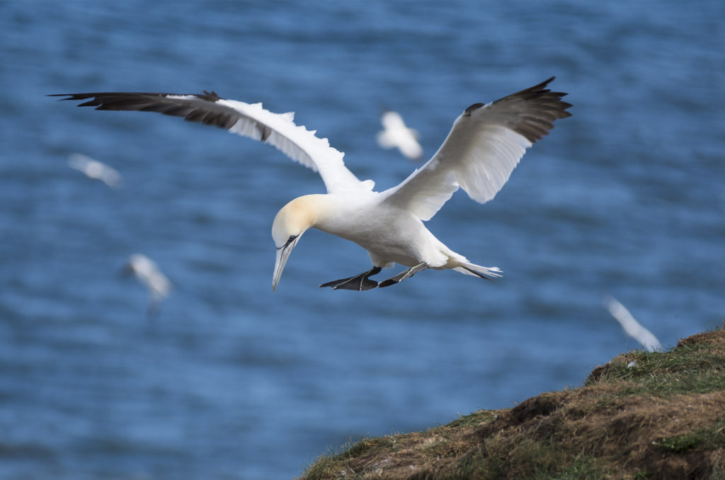 Gannet preparing to land on cliff with wings outstretched