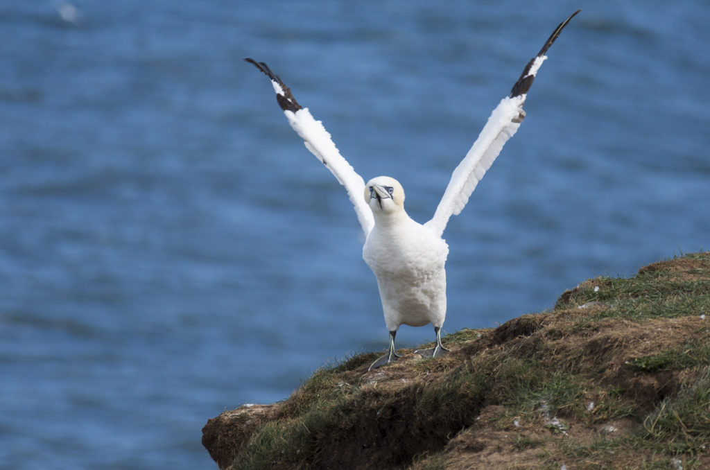 Gannet standing with wings pointed upwards