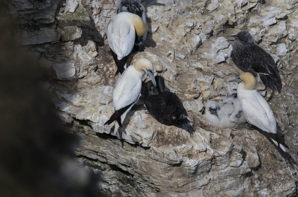 Adult and juvenile gannets perched on side of cliff
