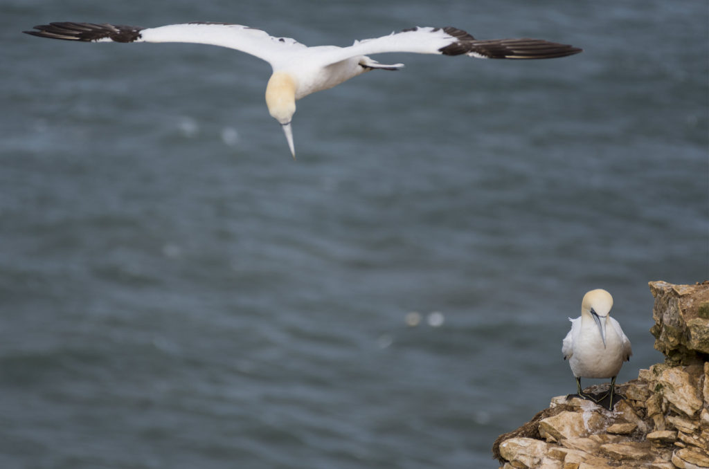 Gannet in flight next to gannet standing on cliff