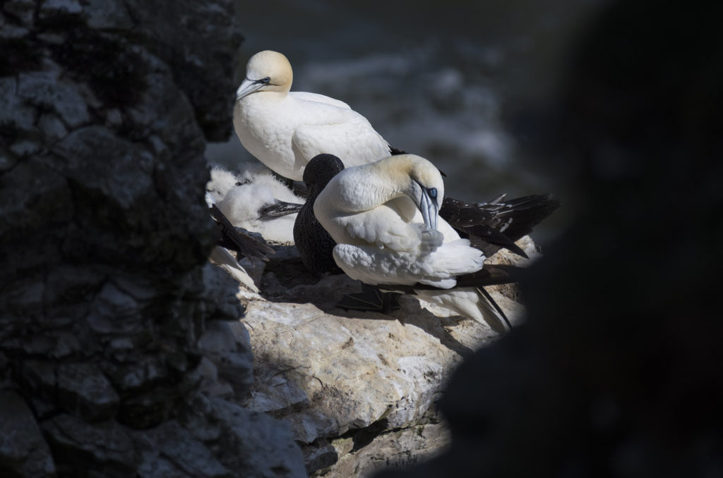 Adult and juvenile gannets sitting on cliff