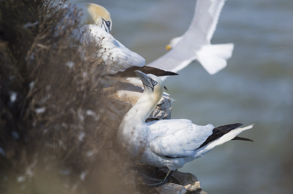 Gannets perched on side of cliff