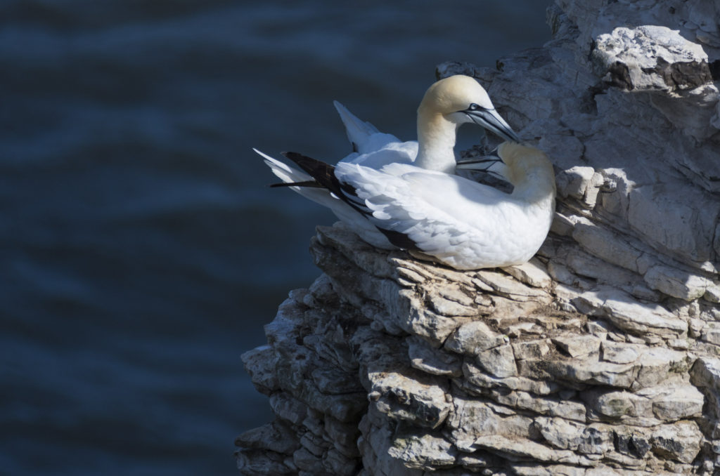 Gannets allopreening sitting on side of cliff