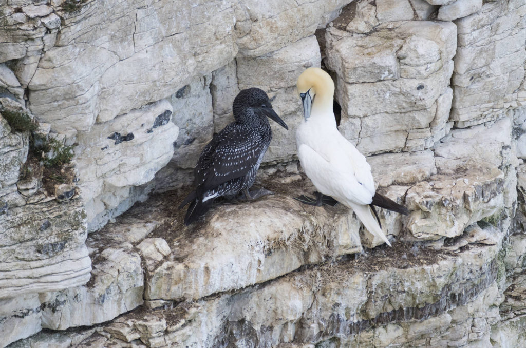 Adult gannet with juvenile perched on side of cliff