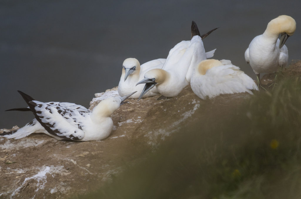 Gannets facing each other with beaks open