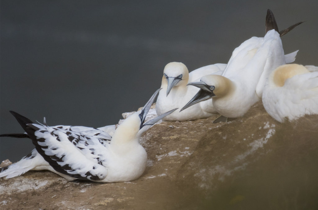Gannets facing each other with beaks open