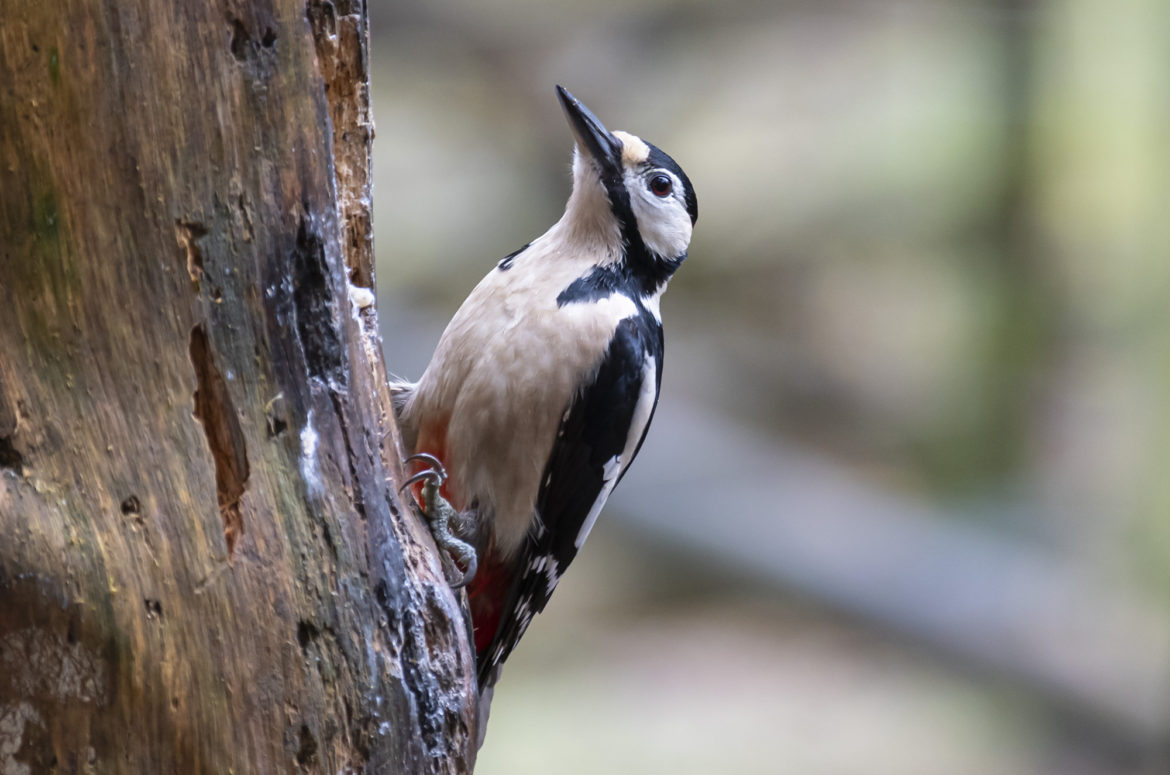 Great spotted woodpecker on tree looking upwards