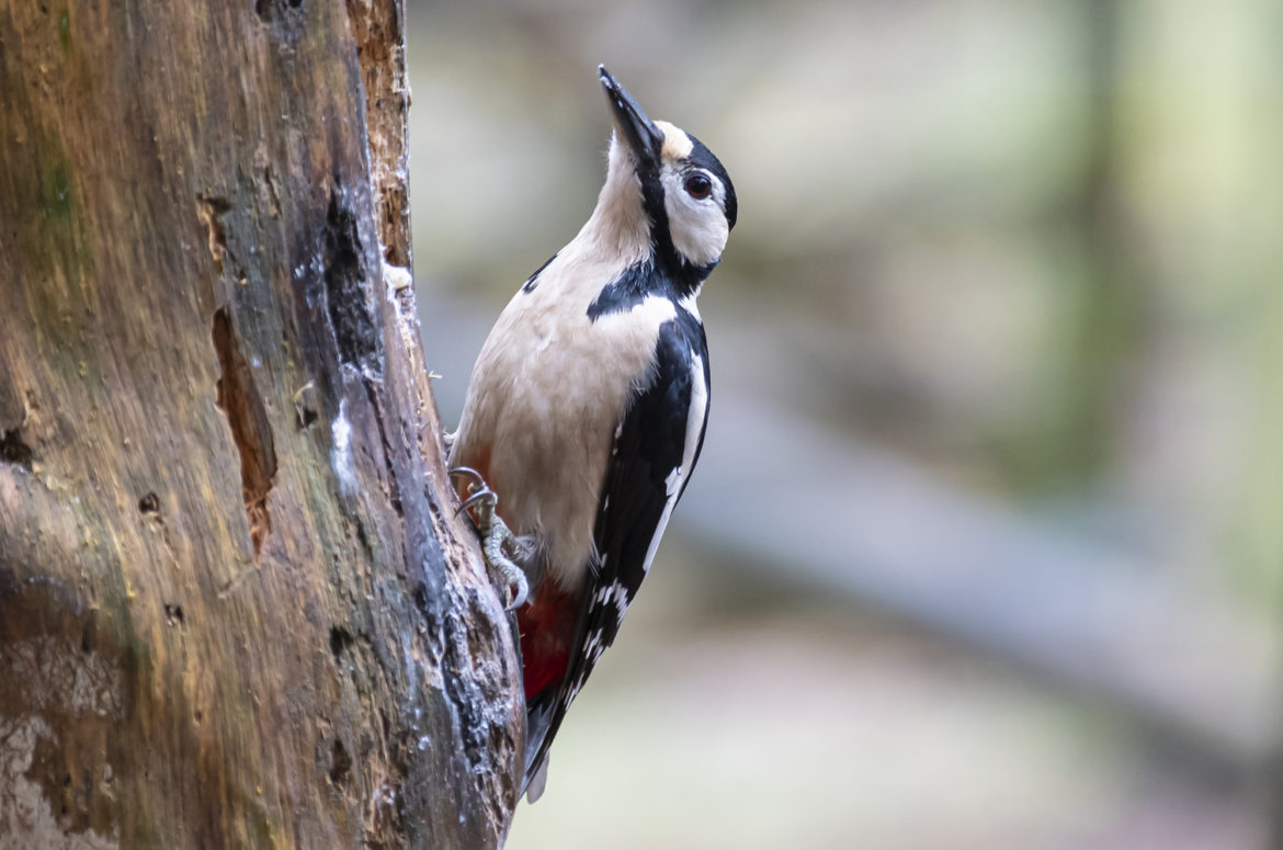 Great spotted woodpecker perched on tree trunk