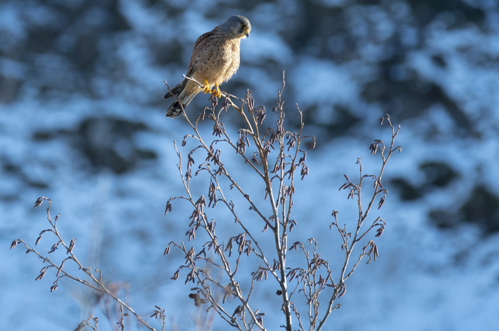 Photo of a kestrel perched at the top of a tree