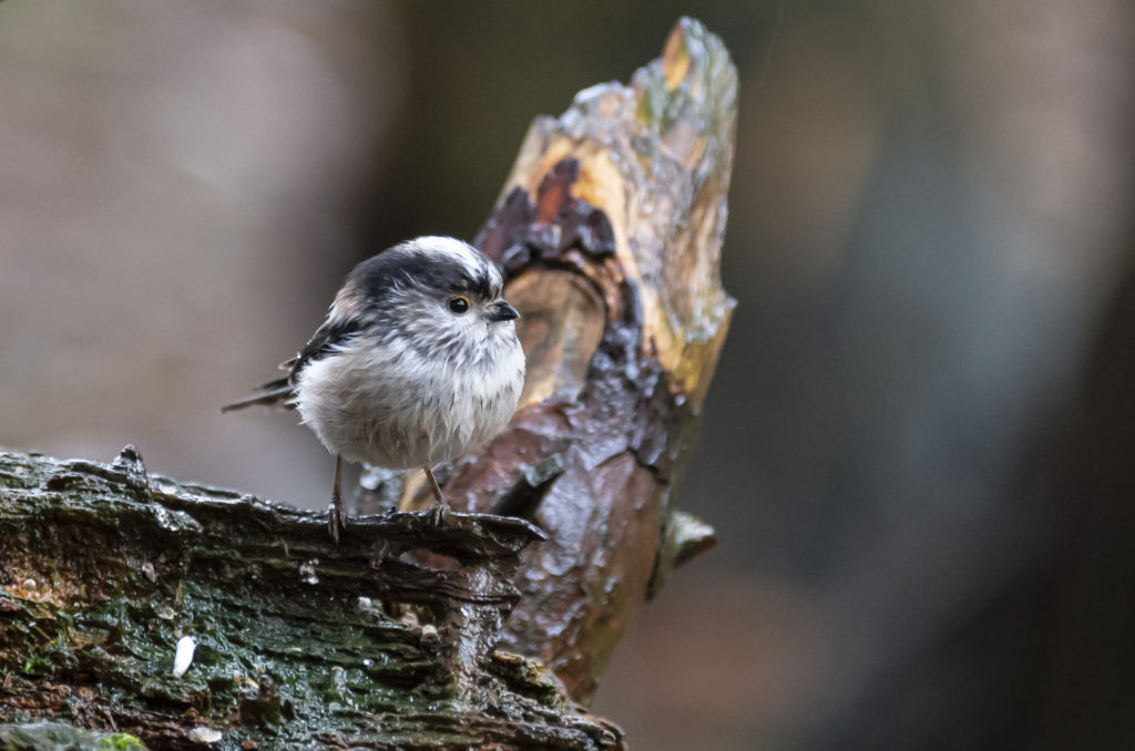 Long-tailed tit perched on log