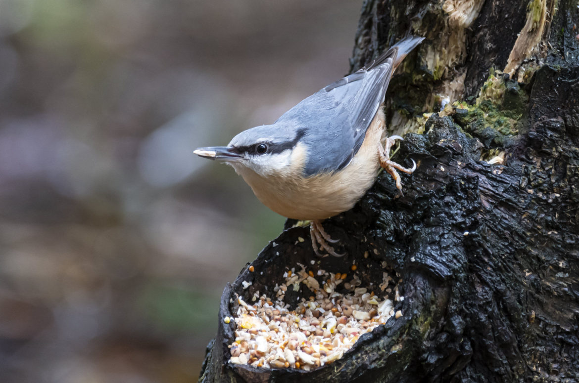 Nuthatch on tree stump with a seed in its beak
