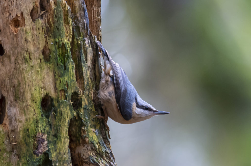 Nuthatch gripping on to a tree trunk