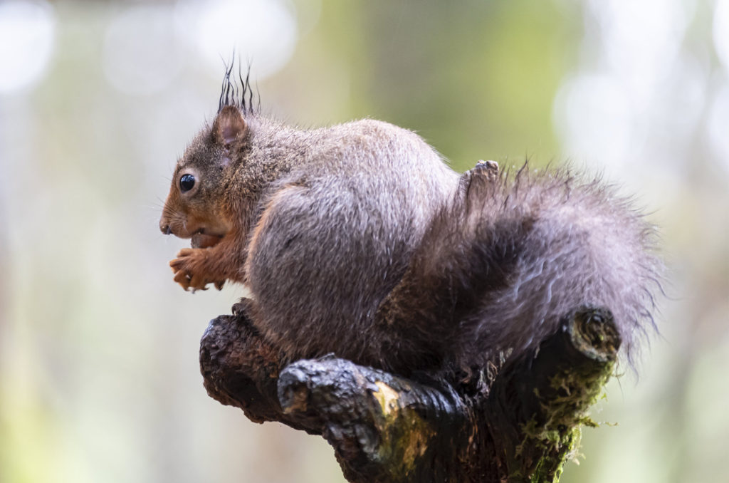 Red squirrel sitting on tree stump eating a nut