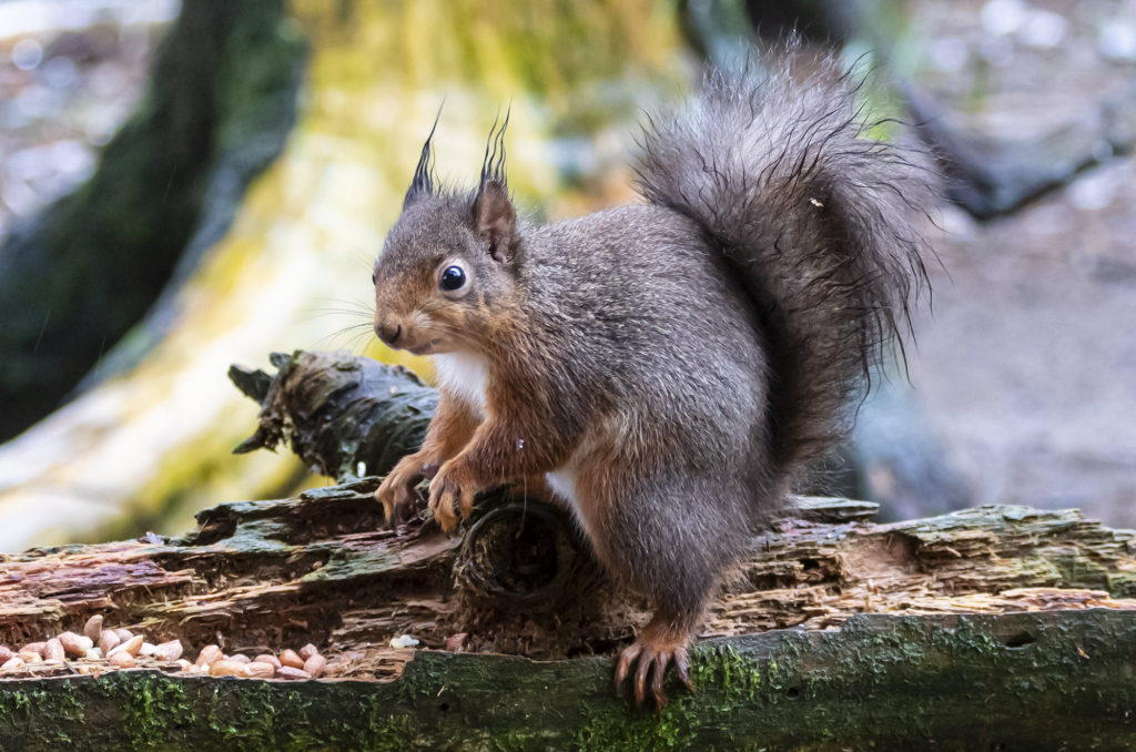 Red squirrel sitting on log looking curious