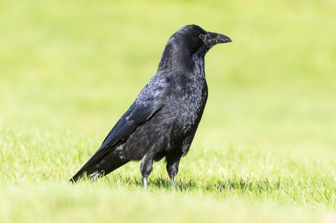 Photo of a carrion crow standing on grass