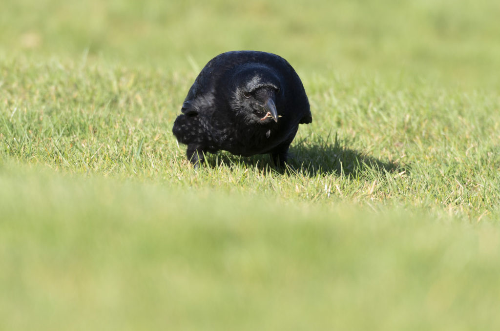 Photo of carrion crow walking on grass with a worm in its beak