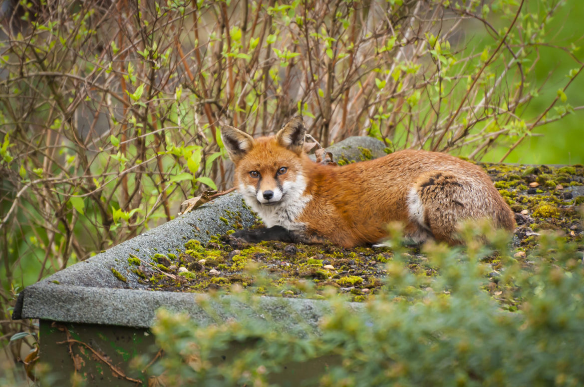 Photo of red fox sitting on shed roof