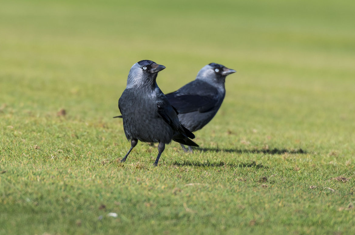 Photo of two jackdaws on the green of a golf course