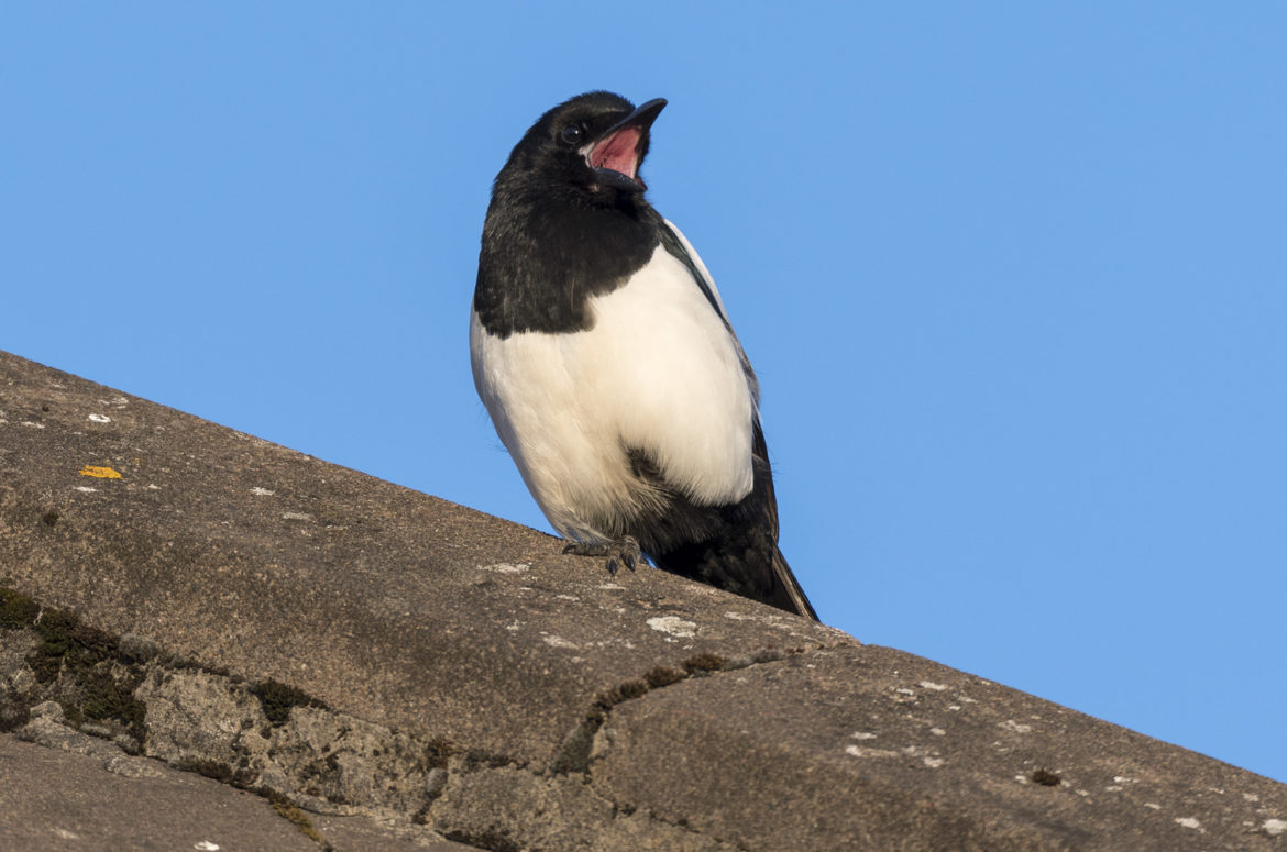 Photo of magpie sitting on tiled roof yawning