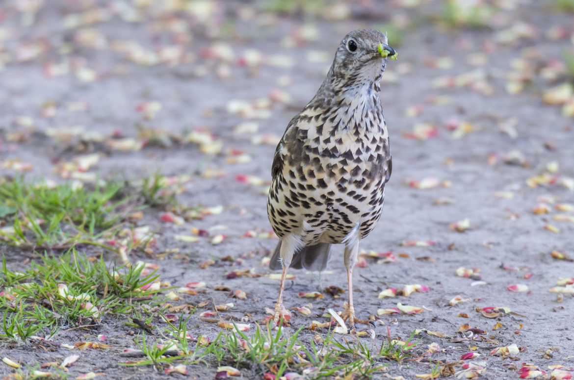Photo of mistle thrush with caterpillars in its beak