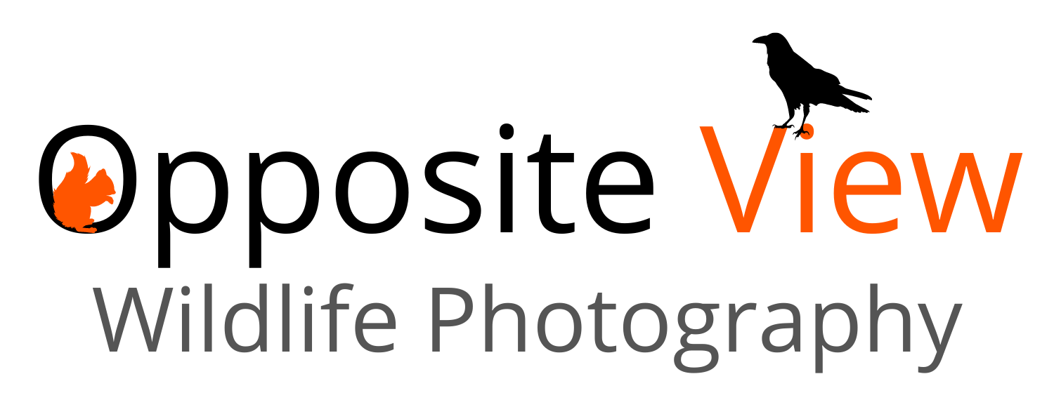 Opposite View Wildlife Photography