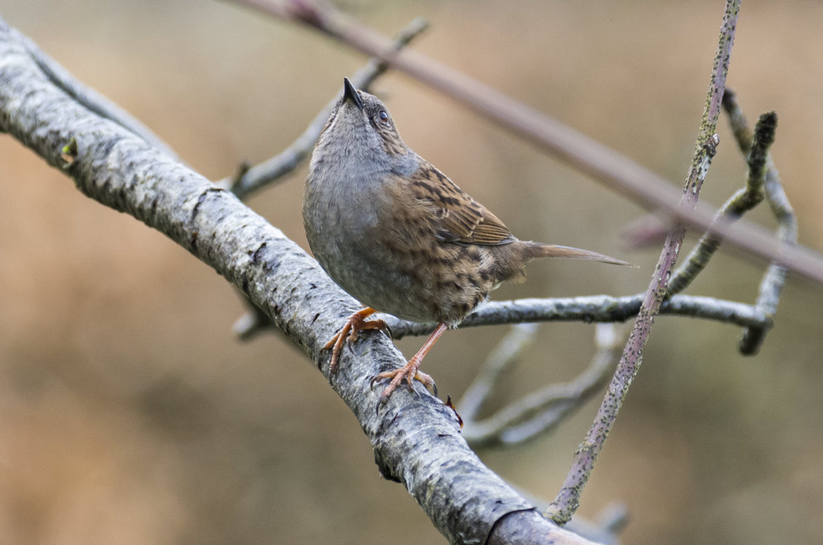 Photo of a dunnock perched on a branch