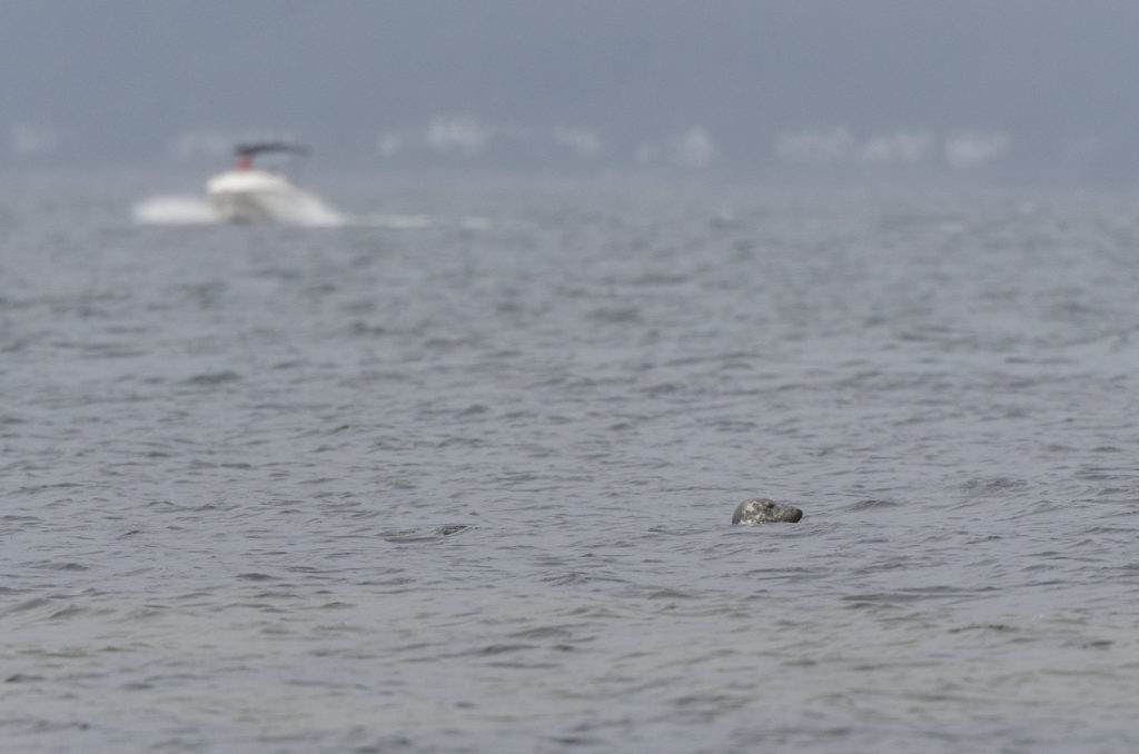 Photo of grey seal's head poking out of body of water with boat in the background