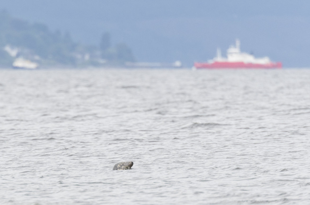 Photo of grey seal's head poking out of body of water with boat in the background