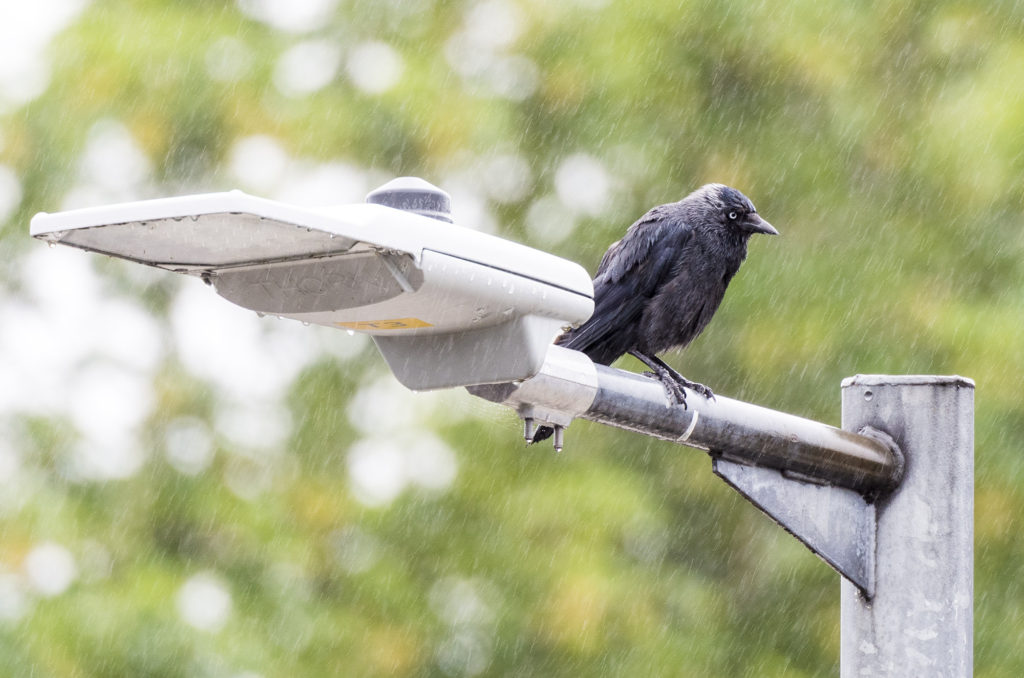 Photo of a jackdaw perched on a street light in the rain