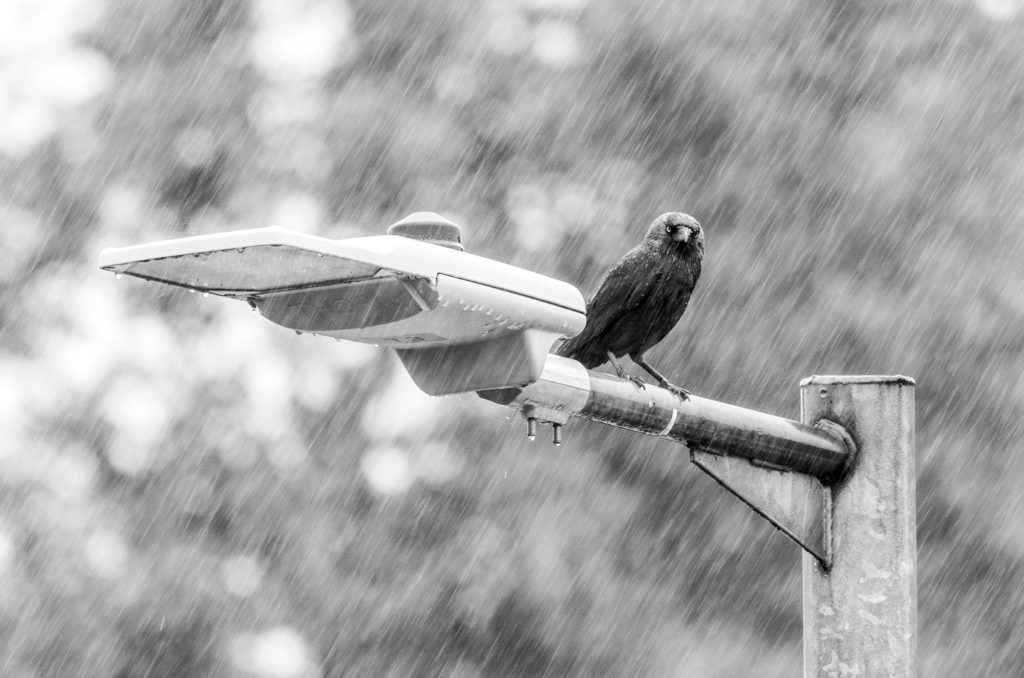 Black and white photo of a jackdaw perched on a street light in the rain