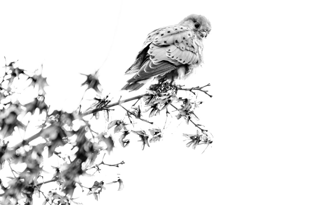 Black and white photo of kestrel perched on a branch