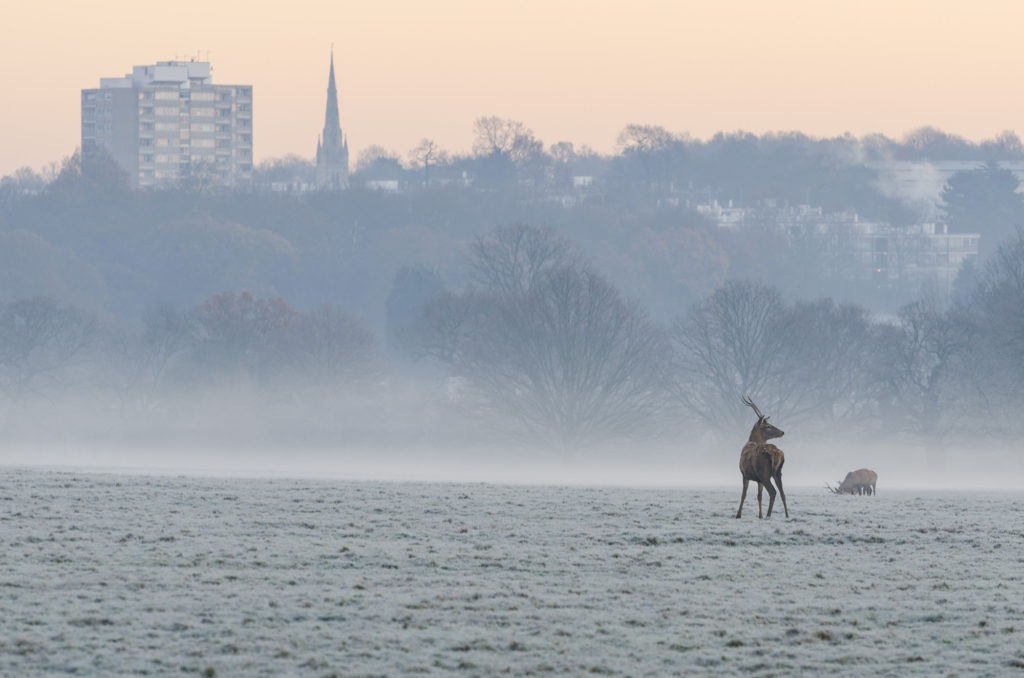 Photo of red deer stag in misty conditions in Richmond Park