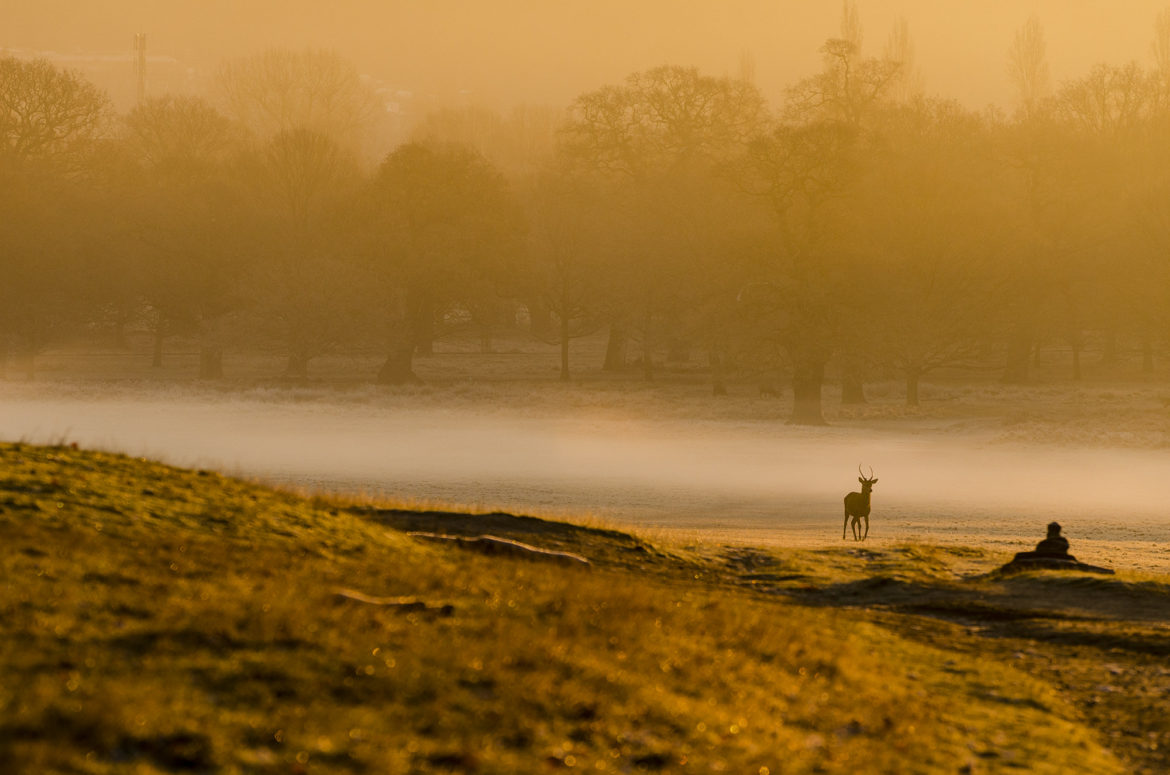 Photo of red deer in misty conditions in Richmond Park