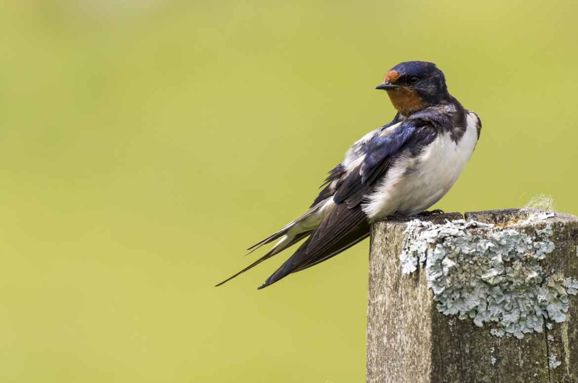 Photo of barn swallow perched on fence post