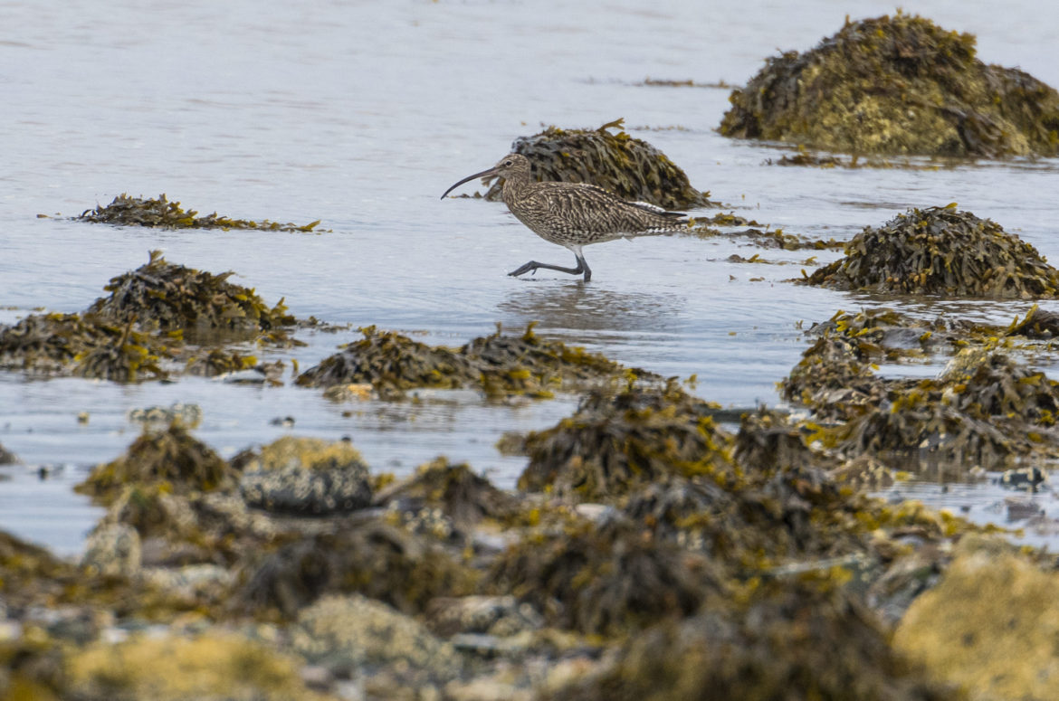 Curlew wading among rocks and seaweed