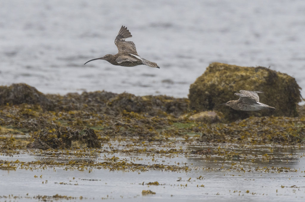 Curlews flying above rocks and seaweed