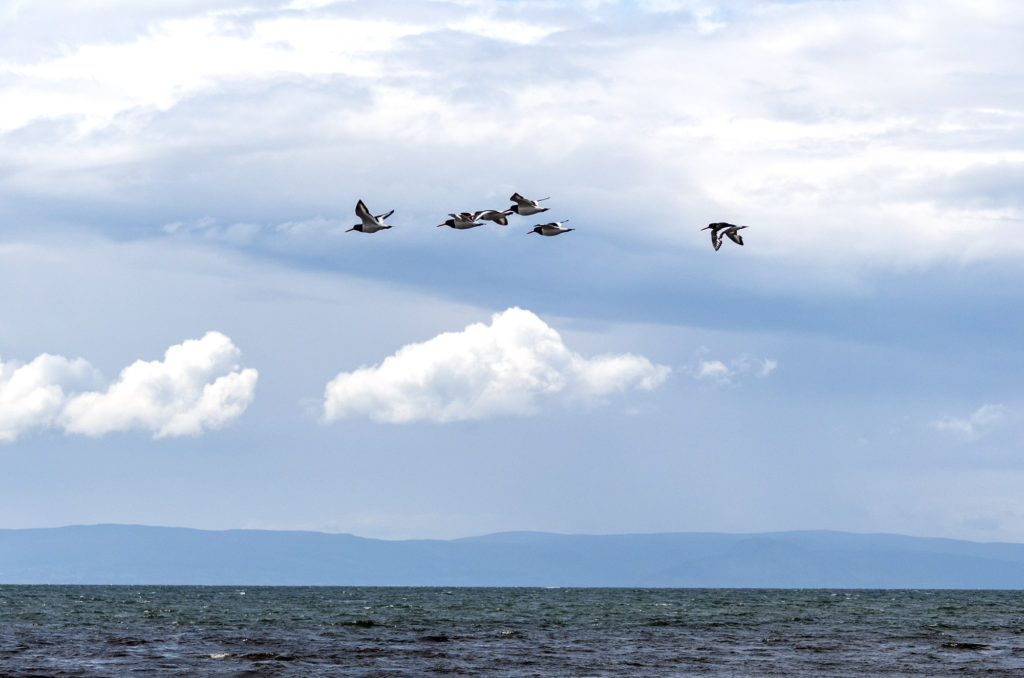 Oystercatchers flying above the sea
