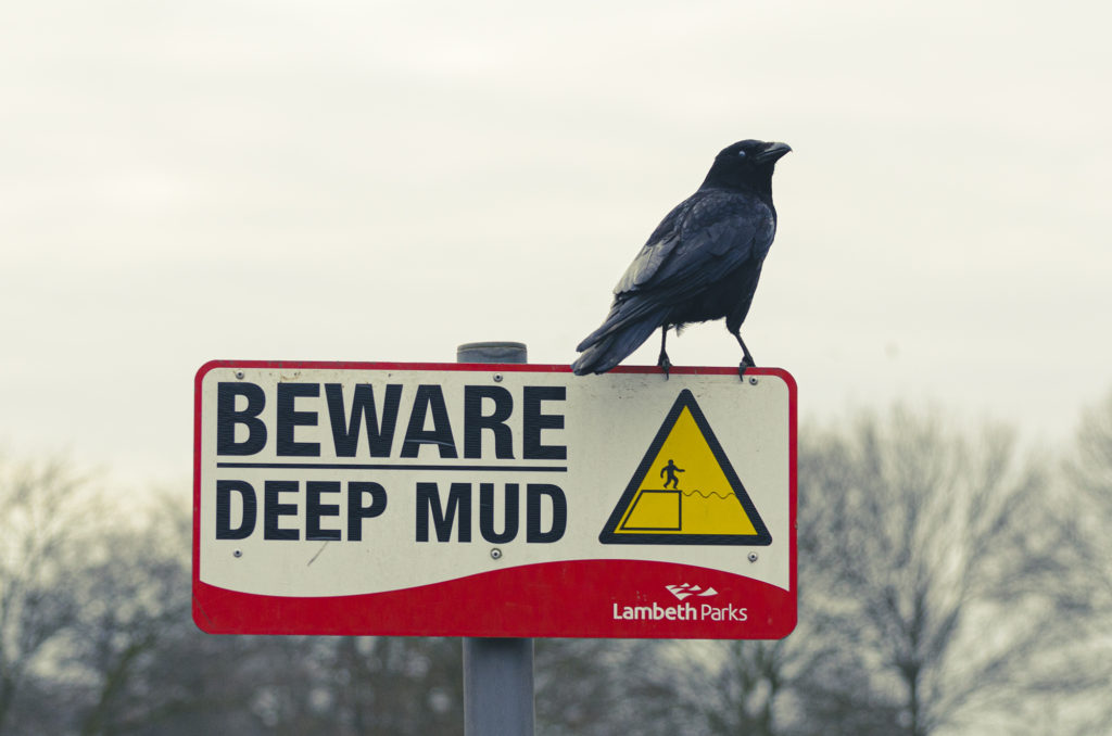 Carrion crow perched on sign saying "Beware deep mud"