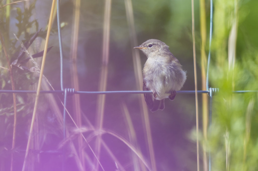 Chiffchaff perched on wire fence