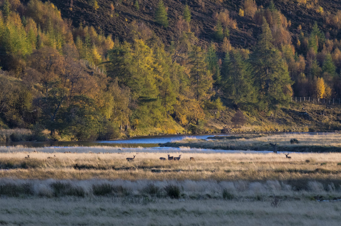 Herd of red deer in the distance with autumn trees behind them