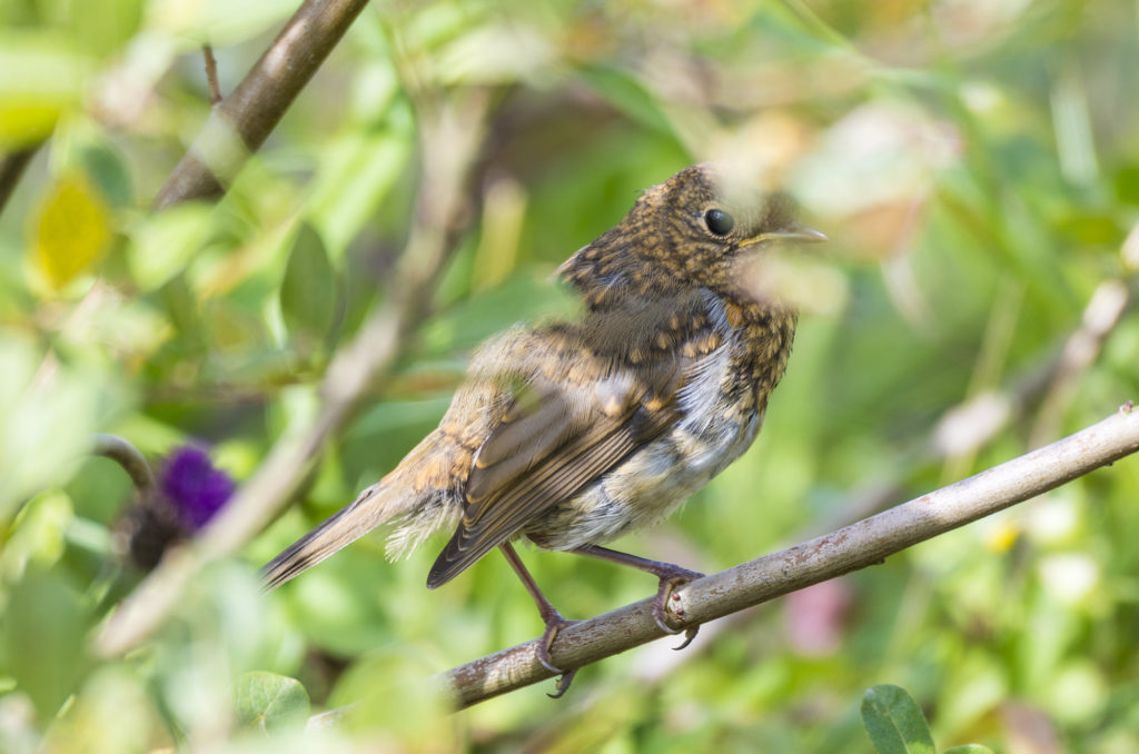 Juvenile robin perched on branch in bush
