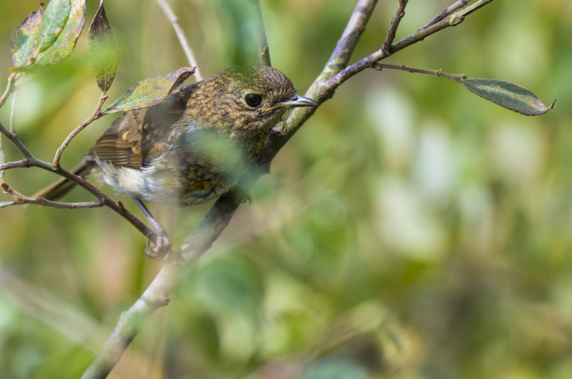Juvenile robin perched on branch in bush